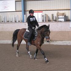 Anden særlig race Storm SOLGT