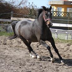 Dansk Varmblod Cor de'Light  R.I.P <3