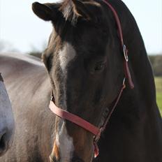 Dansk Varmblod Cor de'Light  R.I.P <3