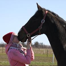 Dansk Varmblod Cor de'Light  R.I.P <3