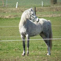 Welsh Partbred (Sec F) Klintholms Miss Shania