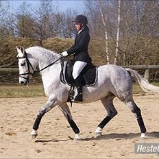 Anden særlig race Maseille