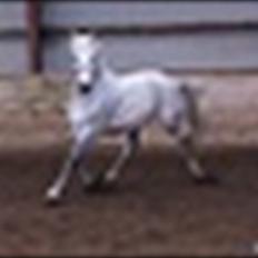 Anden særlig race Maseille