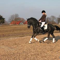 Anden særlig race Miss Money Penny (Sorte)