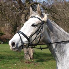 Dansk Varmblod dream star 