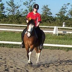 Anden særlig race Blanding - Aladdin <3