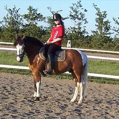 Anden særlig race Blanding - Aladdin <3