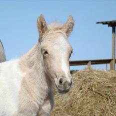 Welsh Partbred (Sec F) Brattensborgs Safran