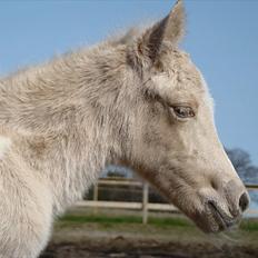 Welsh Partbred (Sec F) Brattensborgs Safran