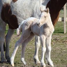 Welsh Partbred (Sec F) Brattensborgs Safran