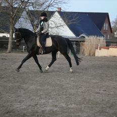 Anden særlig race Pepita