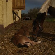 Irish Cob Crossbreed Lukas 