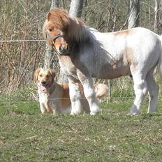 Shetlænder Nuggi *SOLGT*