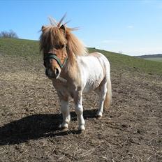 Shetlænder Nuggi *SOLGT*