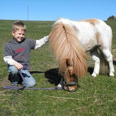 Shetlænder Nuggi *SOLGT*