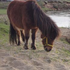 Shetlænder Nederbygårdens Junior.