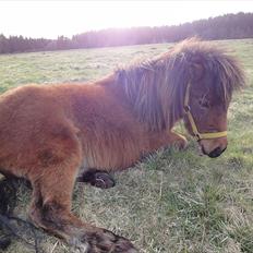Shetlænder Nederbygårdens Junior.