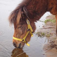 Shetlænder Nederbygårdens Junior.