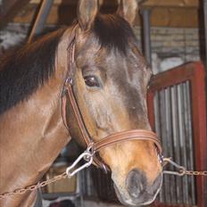 Dansk Varmblod Fuglesangsgårds domain