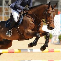 Svensk Varmblod - Lord Nelson (SWB)