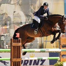 Svensk Varmblod - Lord Nelson (SWB)