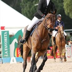 Svensk Varmblod - Lord Nelson (SWB)