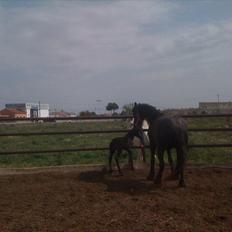 Barockpferd Isabel ( Solgt )