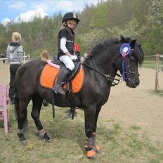 Welsh Pony (sec B) Papaya