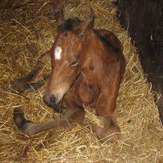 Dansk Varmblod Magnifique