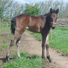 Traver Macy (aflivet)