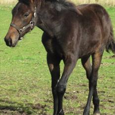 Traver Macy (aflivet)