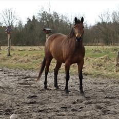 Trakehner Ankara H SOLGT