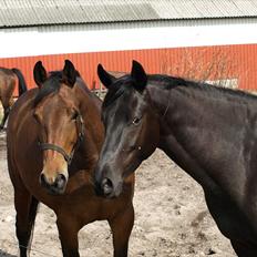 Trakehner Ankara H SOLGT