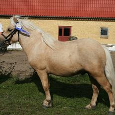 Shetlænder Stjernens Percy