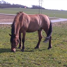 Anden særlig race Jolly