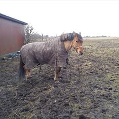 Anden særlig race Jolly