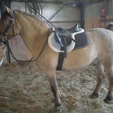 Anden særlig race Jolly