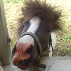 Shetlænder Buller The Bandit