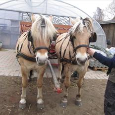 Fjordhest Hirse Stanstorp (tidl. passer)
