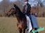 Hollandsk Sportspony Annelies (Anne)