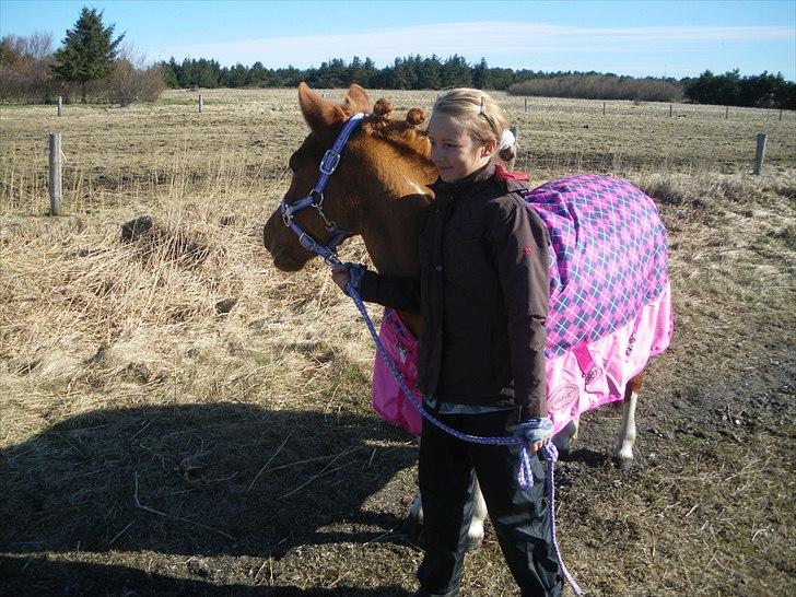 Anden særlig race Rørengs Molly<3(Solgt) - Lige ankommet til stævne;) billede 12