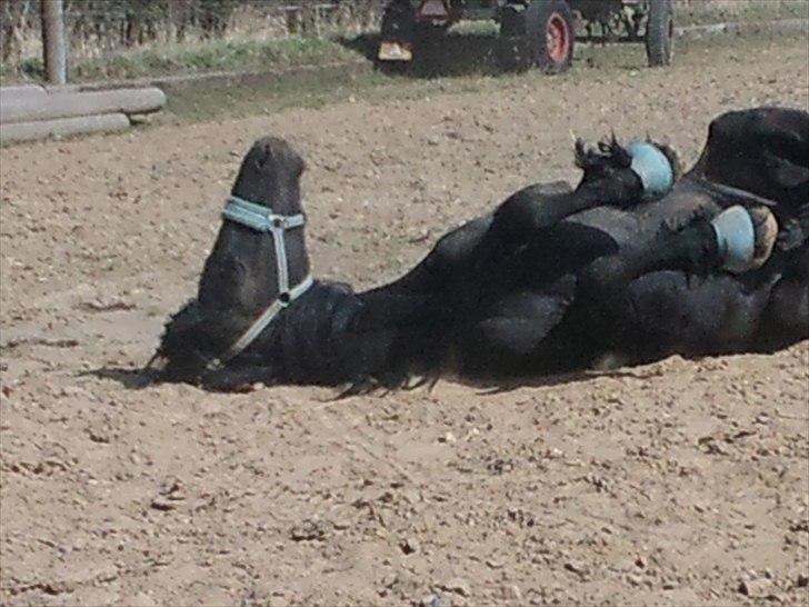 Frieser Liekele - Ahhh rulle rulle :) billede 12