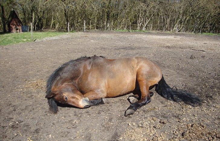 New Forest Amagergaardens Zorro - Zorro der nyder forårssol uden dækken (deraf den underlige pelsfarve) :b billede 20