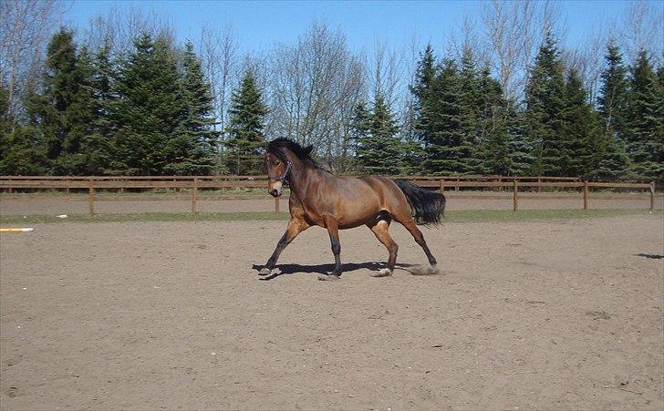 New Forest Amagergaardens Zorro - Lidt drengerøv :-) billede 18