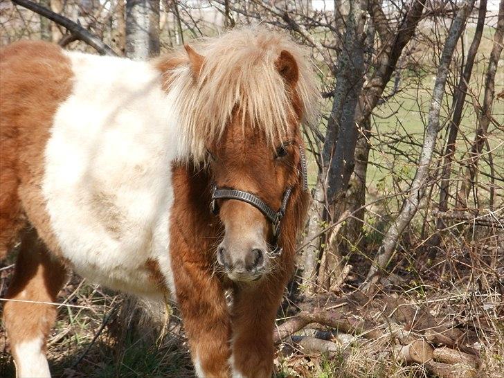 Shetlænder Dalbo´s Lukas - Er jeg ikke bare sød? billede 8