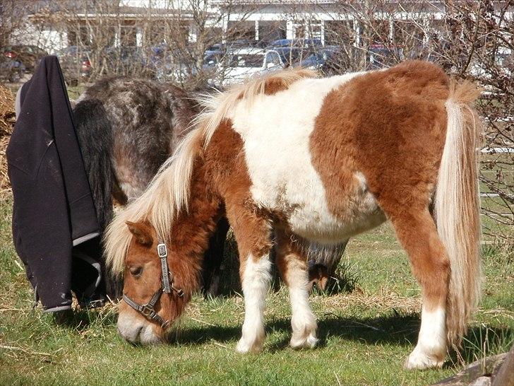 Shetlænder Dalbo´s Lukas billede 9