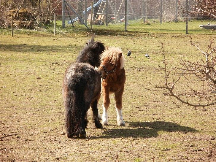 Shetlænder Dalbo´s Lukas - Jeg elsker dig Diamond billede 10