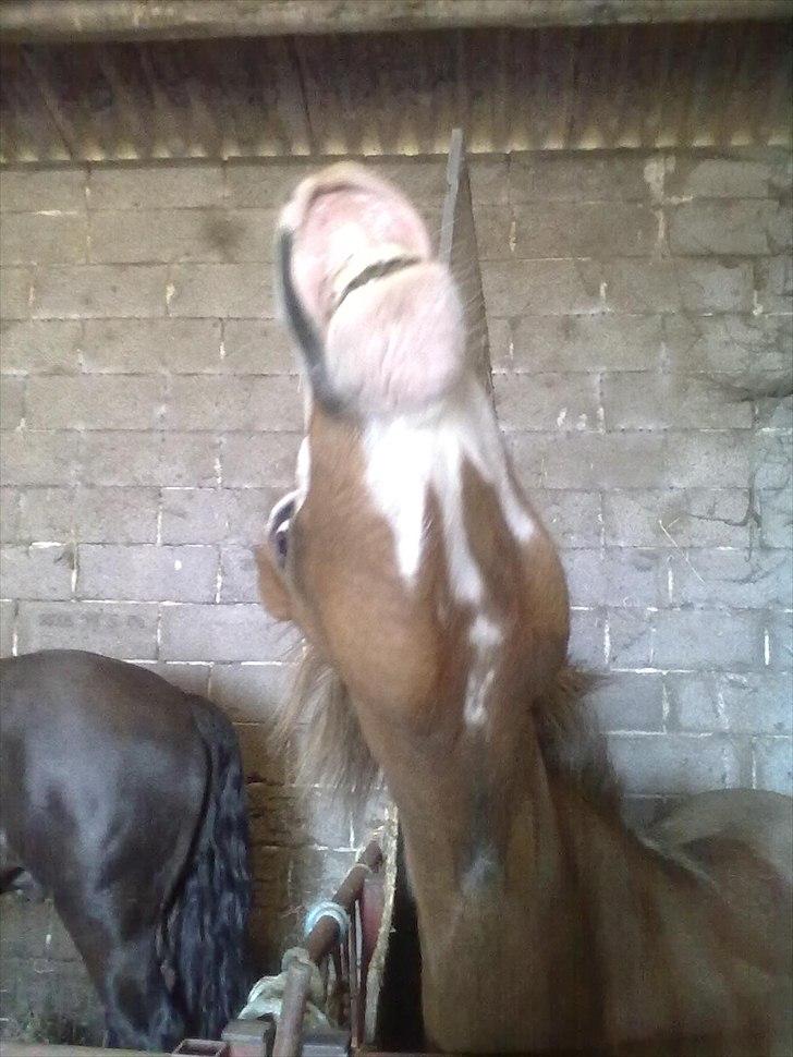 Welsh Mountain (sec A) Waterland`s Pucahontas SOLGT:`( billede 9