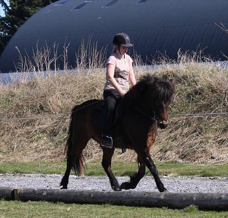 Islænder Björk fra Juelsgård - 9. april ´11 billede 18