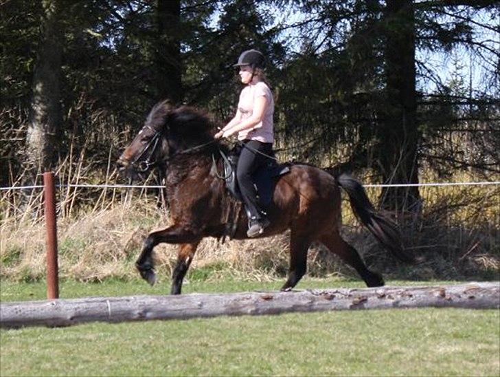 Islænder Björk fra Juelsgård - 9. april ´11 billede 19